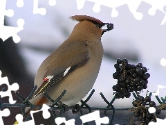 ogon, żółty, Otwarty, owoce, dzióbek