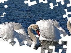 Łabędzie