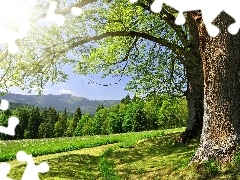 Trawa, Drzewa, Polna