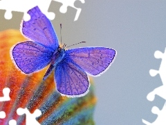 Motyl, Fioletowy