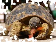 Żółw