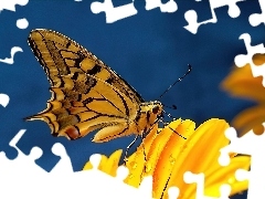 Kwiatek, Motyl