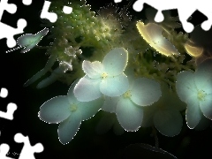 Fractalius, Kwiaty