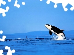 Skok, Orka