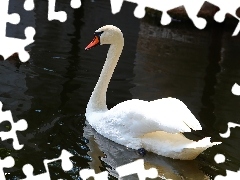 Łabędź