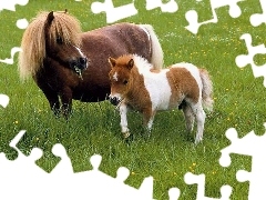 kuc, źrebię, Koń