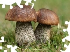 Mech, Koźlarz