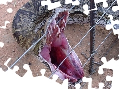 Zęby, Druty, Wąż