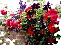 Róże, Clematis, Czerwone
