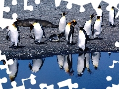 Pingwin