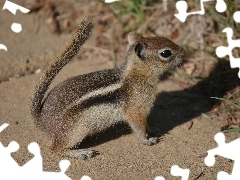 Trawka, Chipmunk