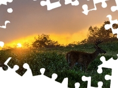 Słońca, Zachód, Łąka, Jeleń