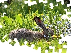 Łąka, Królik