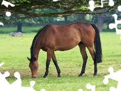 Konik, Pastwisko, Gniady