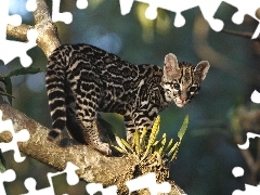 Ocelot, Drzewo, Młody