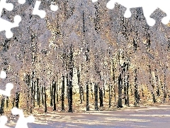 Zima, Drzewa, Las, Ośnieżone
