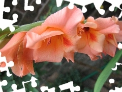 Mieczyk, Brzoskwiniowy
