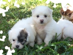Coton de Tulear, Szczeniaki