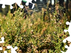 Pajęczyna, Rośliny