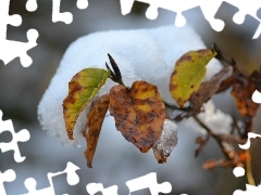 Liściach, Na, Śniegowa, Buka, Czapa