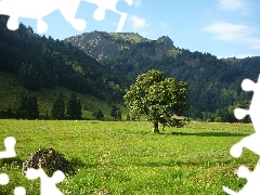 Góry, Zalesione, Łąka, Drzewo
