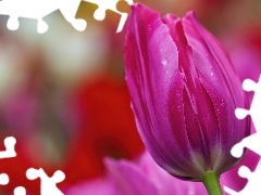 Rosy, Krople, Różowy, Tulipan