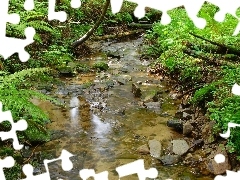 Kamienie, Krzewy, Rzeka