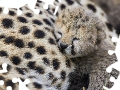 Gepard, Mały