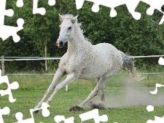 Klacz, Galop, Siwa