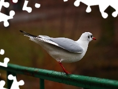 Ptak, Biały, Mewa, Śmieszka