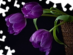 Tulipany, Fioletowe