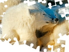 Polarne, Misie, Dwa, Przytulone