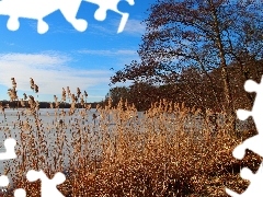 Błękitne, Jezioro, Trzcina, Niebo, Drzewa