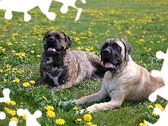 Psy, Dwa, Amstaff, Leżące, Łąka, Trawa, Bullmastiff, Mle