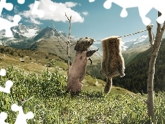 Suszenie, Futra, Bóbr