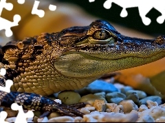 Krokodyl, Kamyki, Młody