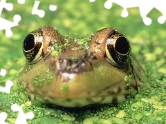 Żaba