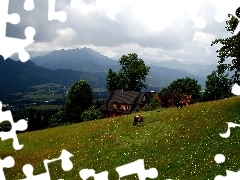 Domek, Krowa, Góry, Łąka