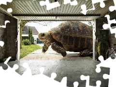 Gigant, Garaż, Żółw