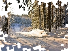 Śnieg, Poranek, Las