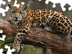 Drzewo, Jaguar