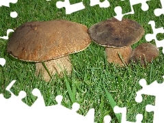 Borowik, Trawa, Prawdziwek