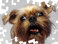 Zez Yorkshire Terrier, Pysk, Zdziwiony, Pies