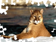 Rzeka, Puma