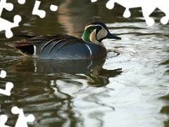 Kaczka