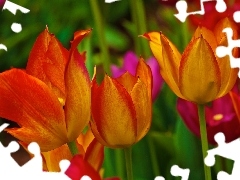 Tulipany, Kolorowe