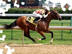 Dżokej, Galop, Koń