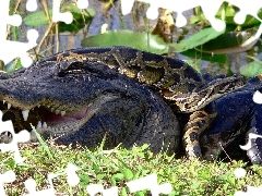 Aligator, Pyton, Starcie