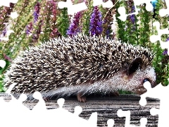 Kwiaty, Jeż
