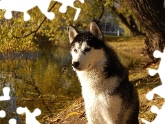 Woda, Siberian Husky